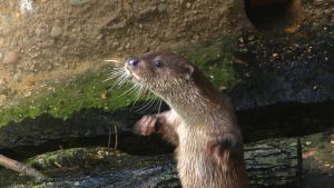 Bonif&aacute;c, foto: Kateřina Mis&iacute;kov&aacute;, Zoo Plzeň