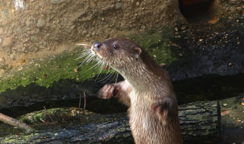 Bonif&aacute;c, foto: Kateřina Mis&iacute;kov&aacute;, Zoo Plzeň