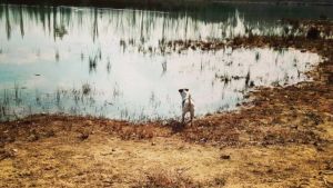 Zvědav&yacute; Jack Russell teri&eacute;r u rybn&iacute;ka